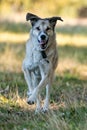 Vertical shot of a happy rescue dog running on the green grass in the park with blur background Royalty Free Stock Photo