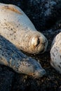 Vertical shot of harbor or common seals lying on the rocks at the seashore Royalty Free Stock Photo