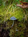 Vertical shot of a harefoot mushroom in a forest Royalty Free Stock Photo