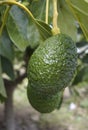 Vertical shot of Hass avocado fruit growing on a tree, Andalusia, Spain Royalty Free Stock Photo