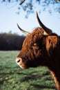 Vertical shot of the head of a bull on the pasture