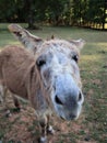 Vertical shot of the head of a donkey surrounded by trees and grass