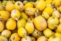 Vertical shot of a heap of yellow Spaghetti squash under the sunlight Royalty Free Stock Photo