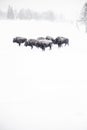 Vertical shot of a herd of bison on the snowy ground during the snowflake