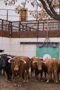 Vertical shot of herd of black and brown Spanish fighting bull in paddock