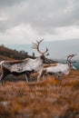 Vertical shot of a herd of mountain reindeer (Rangifer tarandus tarandus) on the mountain slope