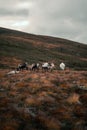 Vertical shot of a herd of mountain reindeer (Rangifer tarandus tarandus) on the mountain slope