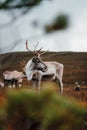 Vertical shot of a herd of mountain reindeer (Rangifer tarandus tarandus) on the mountain slope