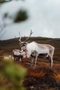 Vertical shot of a herd of mountain reindeer (Rangifer tarandus tarandus) on the mountain slope