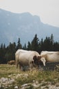 Vertical shot of a herd of Telemark cows drinking water in a green meadow Royalty Free Stock Photo