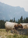 Vertical shot of a herd of Telemark cows drinking water in a green meadow Royalty Free Stock Photo