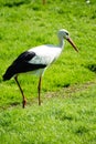 Vertical shot of a heron in a green field - perfect for background