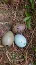 Vertical shot of herring gull eggs on the ground of dry grass Royalty Free Stock Photo