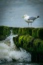 Vertical shot of a herring gull (Larus argentatus) resting on the seashore Royalty Free Stock Photo