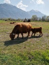 Vertical shot of Highland cattle in the field. A mother with its calf. Royalty Free Stock Photo