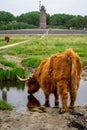 Vertical shot of a highland cow drinking water from the pond with grass and a lighthouse in the back Royalty Free Stock Photo