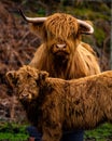 Vertical shot of a Highland Cow "Coo" with calf in the Schottish Highlands UK