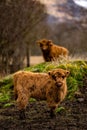 Vertical shot of a Highland Cow "Coo" with calf in the Schottish Highlands UK Royalty Free Stock Photo