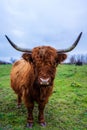 Vertical shot of highland Scottish cow in a green field Royalty Free Stock Photo