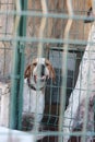 Vertical shot homeless abandoned dog behind a cage in an animal shelter Royalty Free Stock Photo