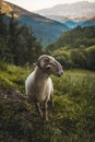 Vertical shot of horned goat on the mountain Adarra, Urnieta, Gipuzkoa, Spain