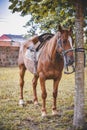 Vertical shot of a horse tied to a tree with a saddle Royalty Free Stock Photo