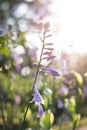 Vertical shot of hosta clausa in a field under the sunlight with a blurry background Royalty Free Stock Photo