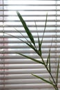 Vertical shot of a house palm tree by the Venetian blinds Royalty Free Stock Photo