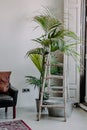 Vertical shot of Howea forsteriana and stepladder at home Royalty Free Stock Photo