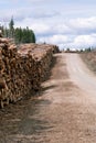 Vertical shot of huge pile of logs from the forest Royalty Free Stock Photo