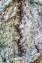 Vertical shot of hundreds of ants going up on the trunk of a tree Royalty Free Stock Photo
