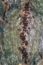 Vertical shot of hundreds of ants going up on the trunk of a tree Royalty Free Stock Photo