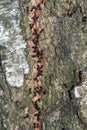Vertical shot of hundreds of ants going up on the trunk of a tree Royalty Free Stock Photo