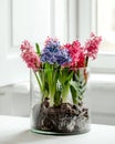 Vertical shot of Hyacinth flowers in a glass vase indoors - Women's day concept Royalty Free Stock Photo