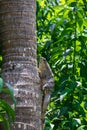 Vertical shot of an iguana climbing a tropical tree against the green leaves