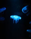 Vertical shot of illuminated blue jellyfish in dark water Royalty Free Stock Photo