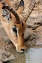 Vertical shot of an impala drinking water from a pond Royalty Free Stock Photo