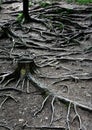 Vertical shot of impressive surface tree roots Royalty Free Stock Photo