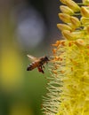 Vertical shot of an industrious bee is gathering pollen from a vibrant yellow flower Royalty Free Stock Photo