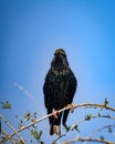 Vertical shot of Iridiscent Starling perched on leafy vine against blue sky