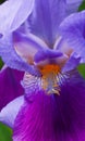 Vertical shot of an iris purple amethyst flame Royalty Free Stock Photo