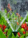 Vertical shot of irrigation sprinkler watering Indian shot plants