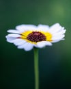Vertical shot of an Ismelia flower with blurred background Royalty Free Stock Photo