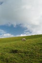 Vertical shot of an  cow eating grass in a big field and the cloudy sky in the background Royalty Free Stock Photo