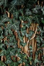 Vertical shot of ivies on a tree trunk Royalty Free Stock Photo