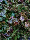 Vertical shot of an ivy climbing plant, seamless texture for wallpaper or background Royalty Free Stock Photo