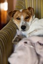 Vertical shot of a Jack Russell Terrier lying down on the sofa Royalty Free Stock Photo