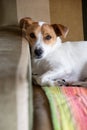 Vertical shot of a Jack Russell Terrier lying down on the sofa Royalty Free Stock Photo