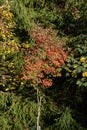 Vertical shot of Japanese maple, surrounded by other leaves, outdoors during daylight Royalty Free Stock Photo