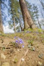 Vertical shot of jeffersonia dubious flowers in a park